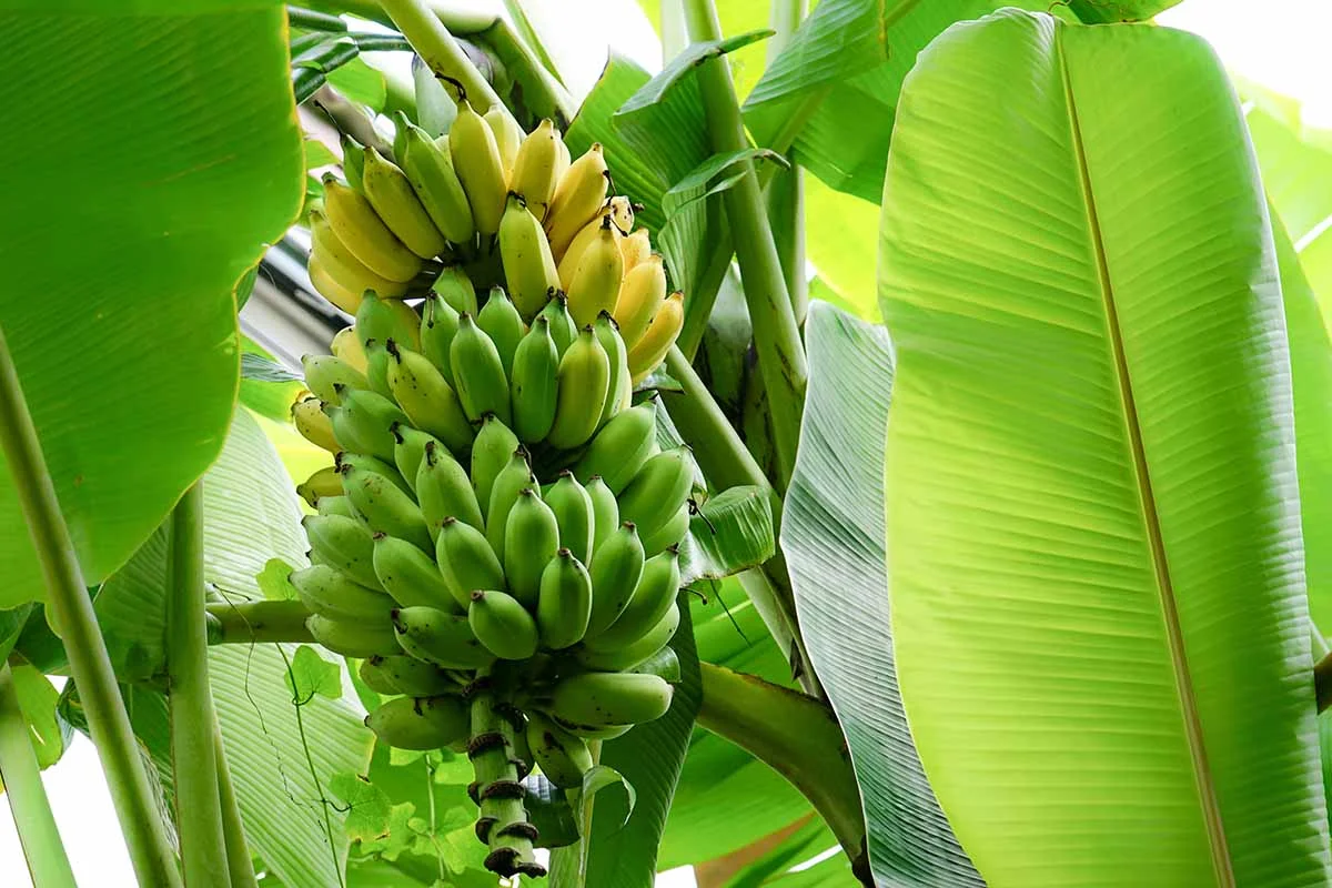 Can you grow bananas in the UK?