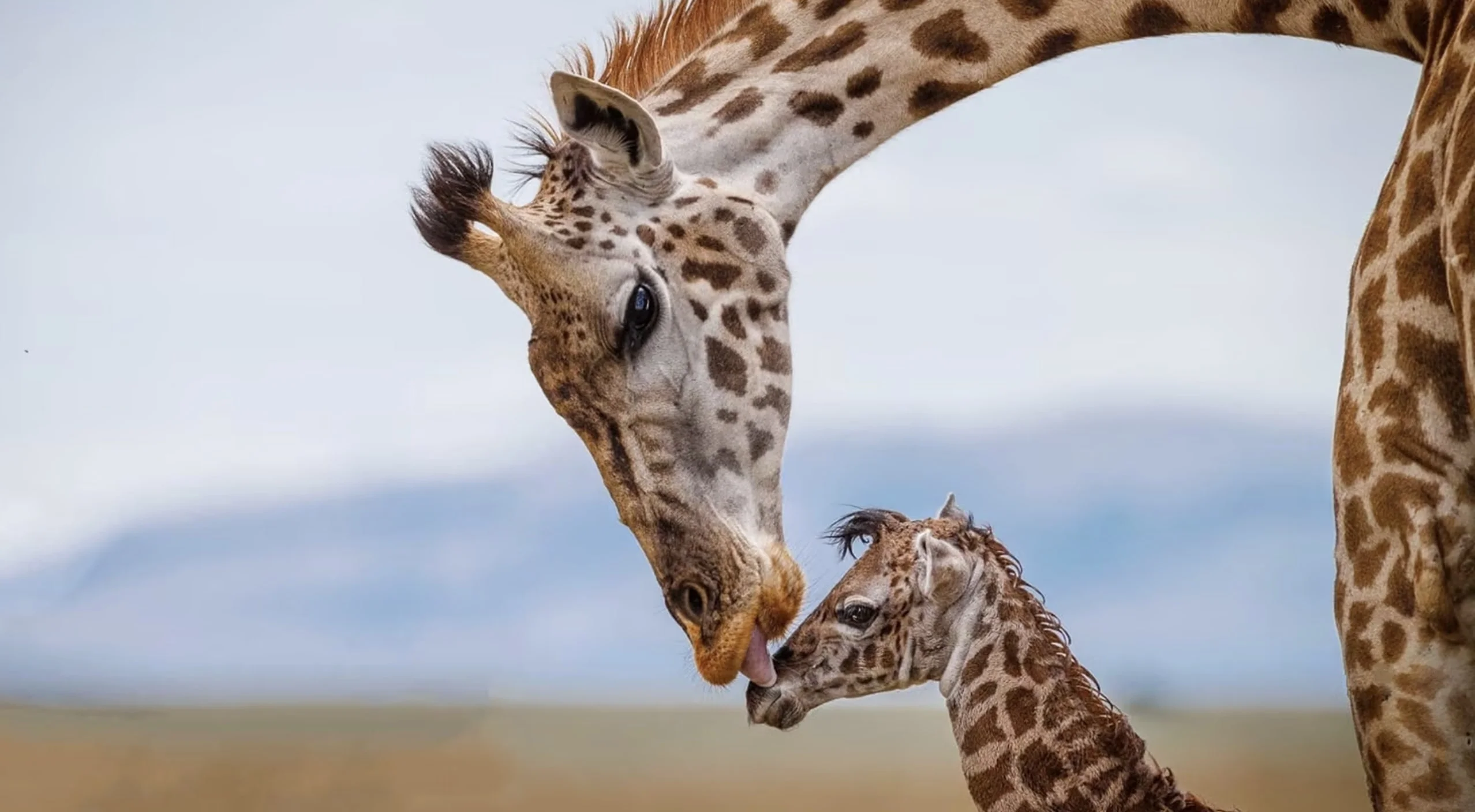 Mother and Baby Giraffe
