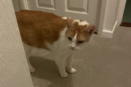 Cat following you to the toilet