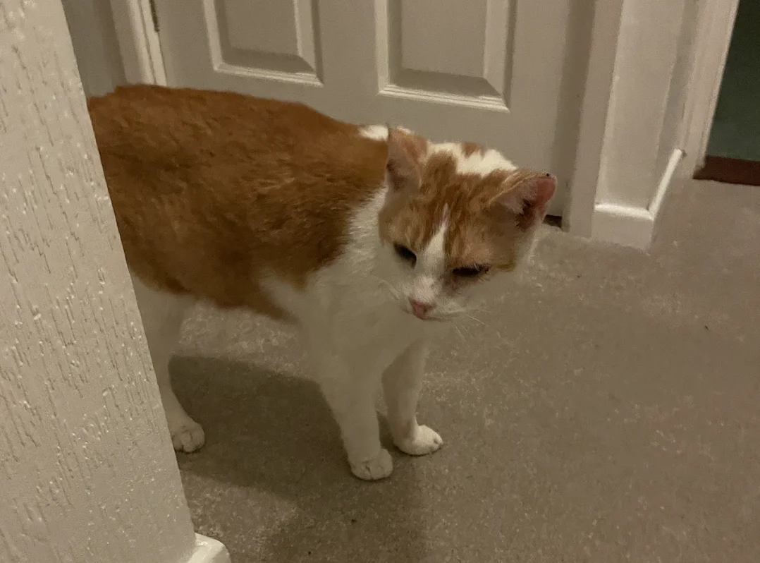 Cat following you to the toilet