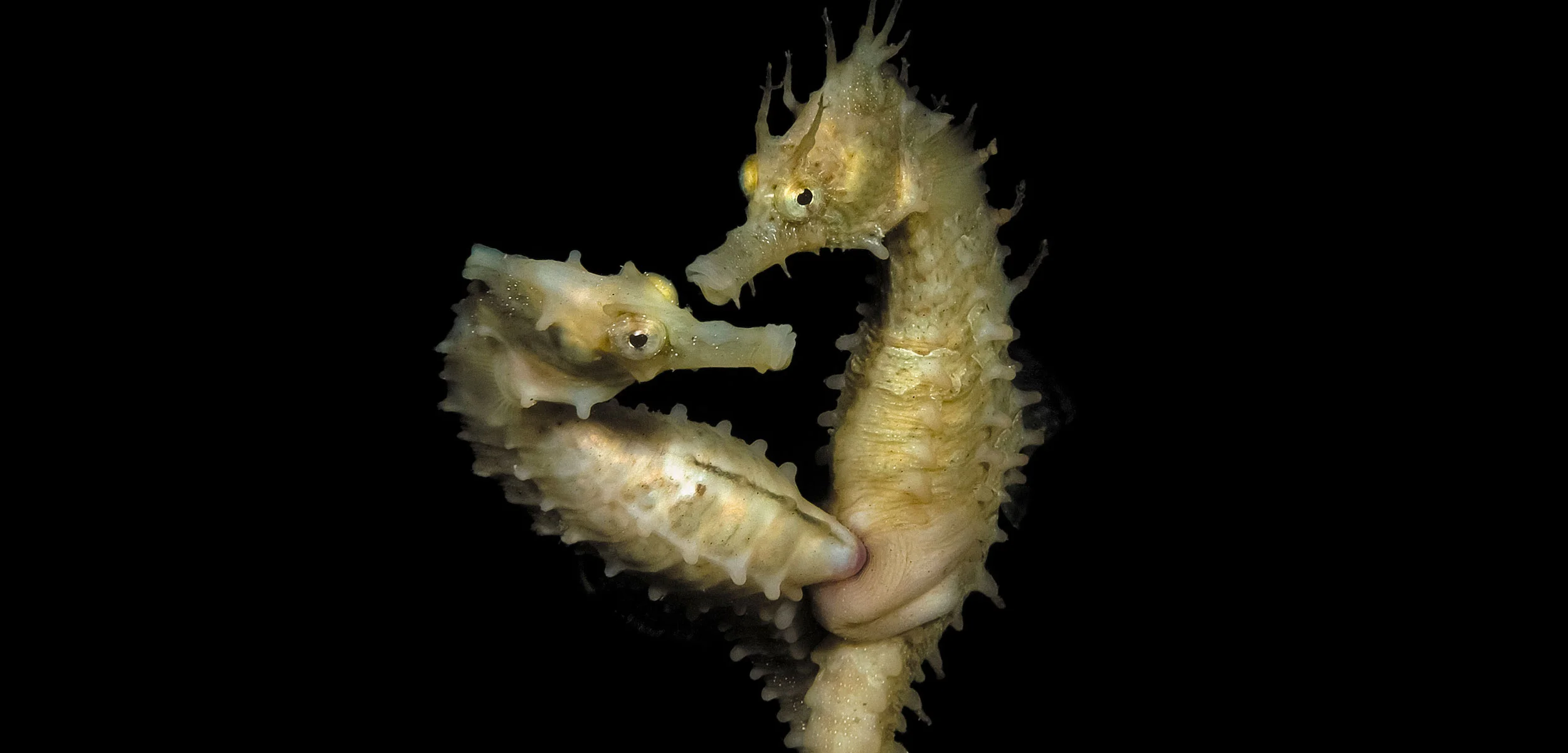 Seahorse Courtship