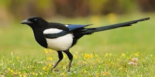 A single magpie