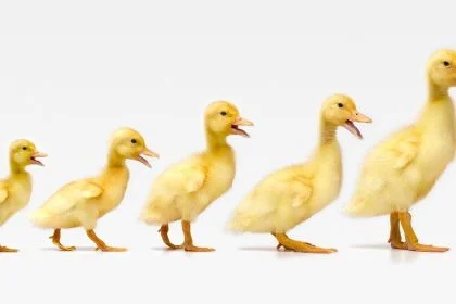Ducks in a row - what does it mean?