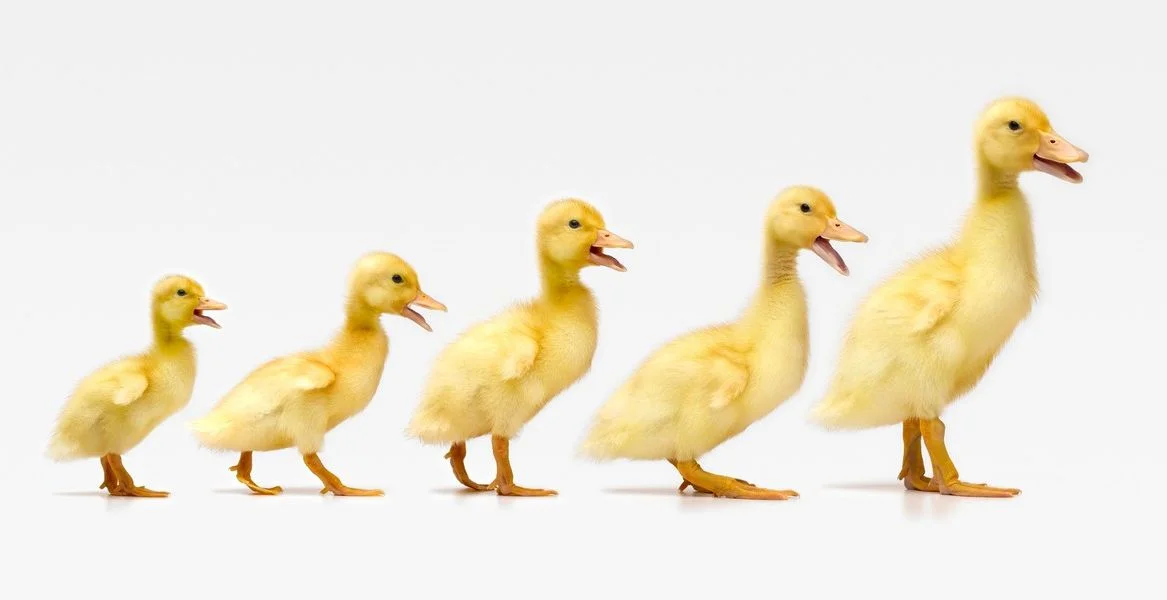 Ducks in a row - what does it mean?