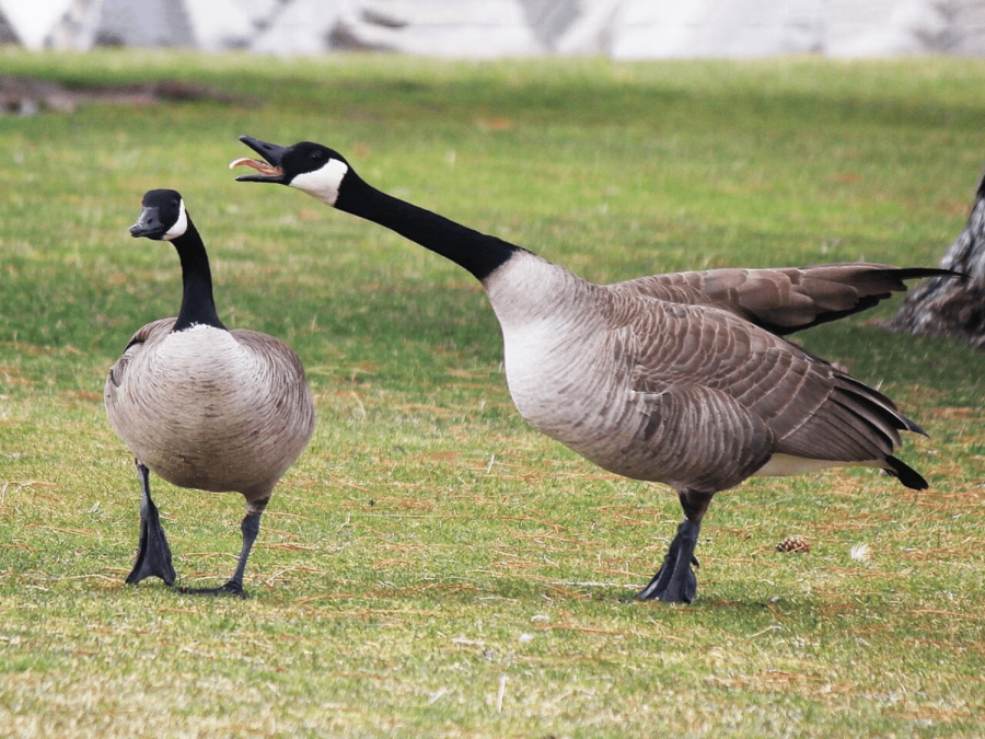 Geese Honking