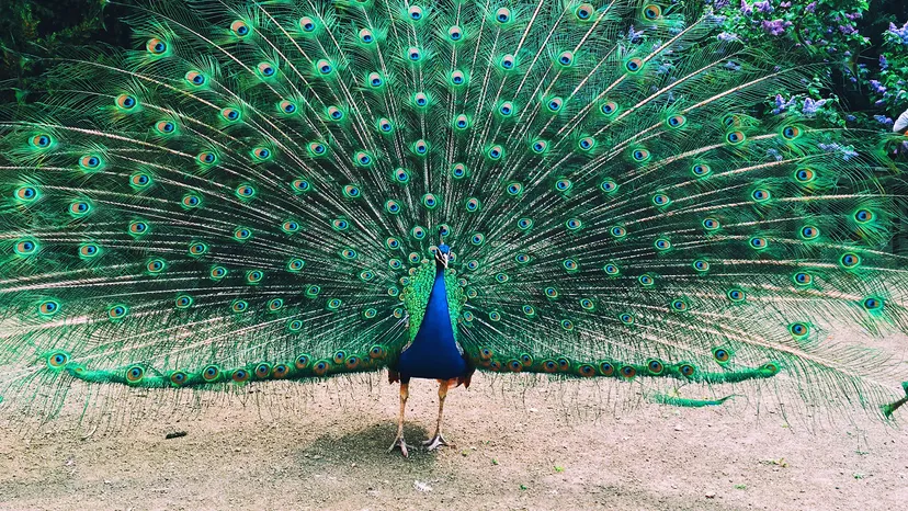 Peacock Tail